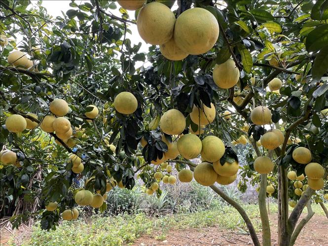 Diện tích bưởi đặc sản tại huyện Đoan Hùng (Phú Thọ). Ảnh: TTXVN phát