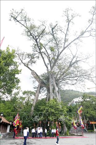 Cây Đa tại đền Thõng thuộc quần thể Di tích lịch sử và Danh lam thắng cảnh Quốc gia đặc biệt Tây Thiên, huyện Tam Đảo được công nhận là Cây Di sản Việt Nam. Ảnh: Hoàng Hùng - TTXVN