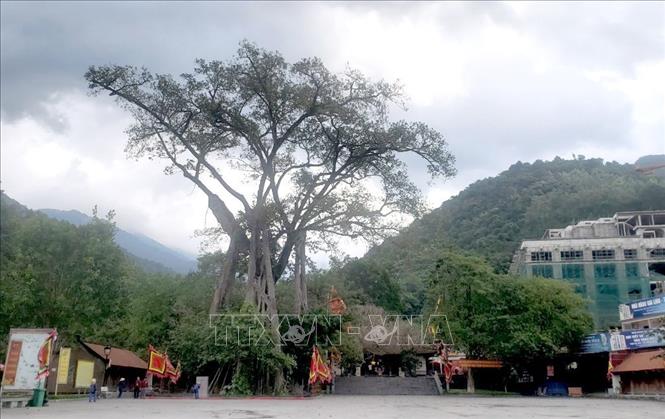 Cây Đa tại  đền Thõng được công nhận là Cây Di sản Việt Nam,  Ảnh: Hoàng Hùng - TTXVN