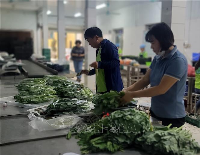 Đóng gói rau an toàn theo tiêu chuẩn VietGap. Ảnh: Phương Anh - TTXVN
