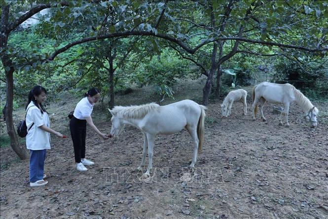 Du khách tham quan trang mô hình nuôi ngựa bạch của gia đình ông Nguyễn Văn Trưởng, thôn Tân Yên, xã Yên Thịnh (Hữu Lũng, Lạng Sơn). Ảnh: Anh Tuấn - TTXVN