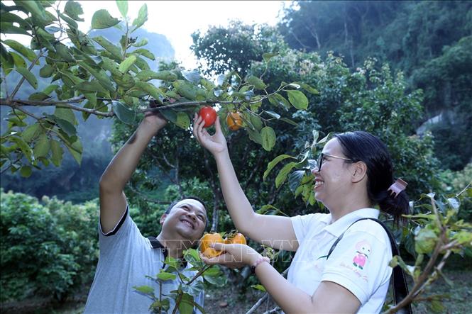 Du khách tham quan trang mô hình trồng bưởi - hồng - ổi của gia đình ông Nguyễn Văn Trưởng, thôn Tân Yên, xã Yên Thịnh (Hữu Lũng, Lạng Sơn). Ảnh: Anh Tuấn - TTXVN