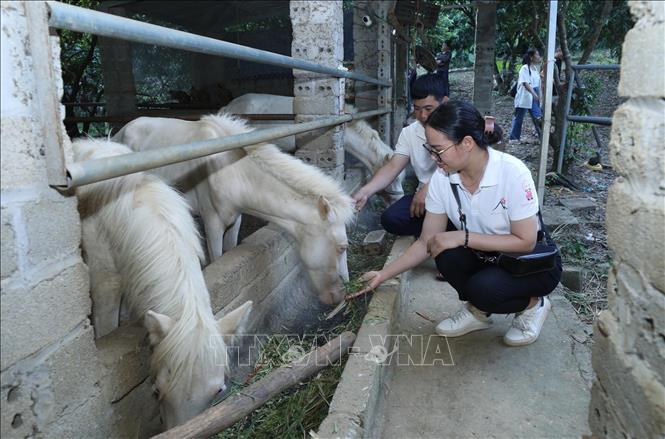 Du khách tham quan trang mô hình nuôi ngựa bạch của gia đình ông Nguyễn Văn Trưởng, thôn Tân Yên, xã Yên Thịnh (Hữu Lũng, Lạng Sơn). Ảnh: Anh Tuấn - TTXVN
