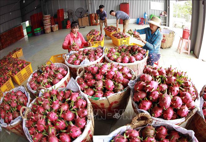 Hợp tác xã thanh long Long Hội ở xã An Lục Đông, huyện Châu Thành có 100 hộ thành viên trồng thanh long trên diện tích hơn 100ha, mỗi năm cung cấp phục vụ thị trường trong nước và xuất khẩu sang Trung Quốc khoảng hơn 5.000 tấn quả, thu lãi khoảng 2 tỷ đồng. Ảnh: Vũ Sinh - TTXVN