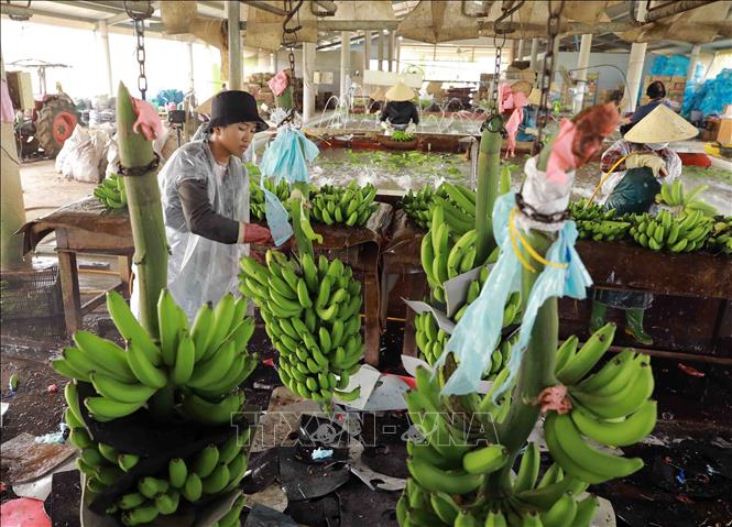 Sơ chế chuối để xuất khẩu ở trang trại của hộ nông dân Lê Thành Nhân, xã Tân Thành, huyện Mộc Hoá. Ảnh: Vũ Sinh - TTXVN