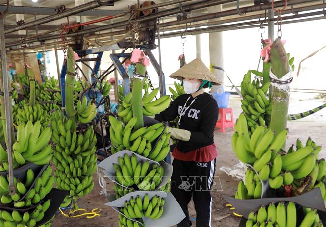 Hộ nông dân Lê Thành Nhân, xã Tân Thành, huyện Mộc Hoá có hơn 30ha trồng chuối xuất khẩu, trung bình mỗi tháng xuất khẩu sang thị trường Trung Quốc khoảng 120 tấn quả, đạt doanh thu 800 triệu đồng. Ảnh: Vũ Sinh - TTXVN