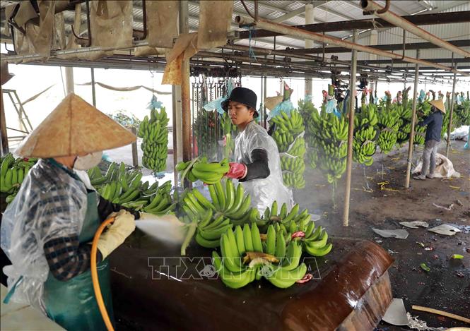 Rửa sạch chuối trước khi đóng gói để xuất khẩu ở trang trại của hộ nông dân Lê Thành Nhân, xã Tân Thành, huyện Mộc Hoá. Ảnh: Vũ Sinh - TTXVN