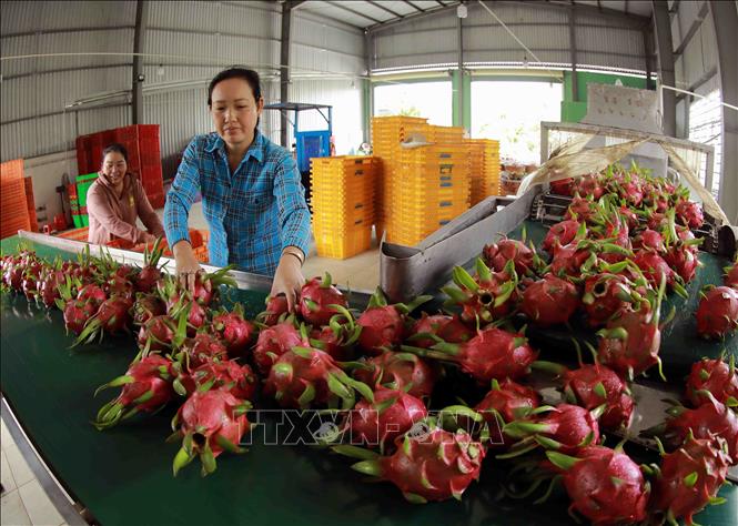 Phân loại thanh long để xuất khẩu tại Hợp tác xã thanh long Long Hội ở xã An Lục Đông, huyện Châu Thành. Ảnh: Vũ Sinh - TTXVN
