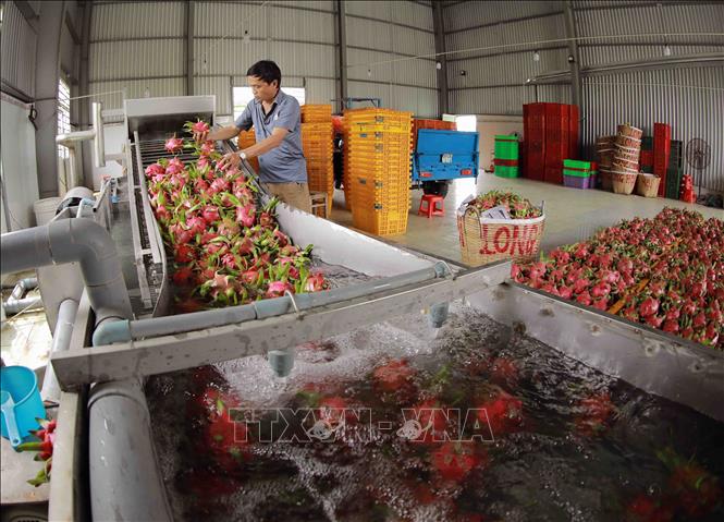 Thanh long được rửa sạch trước khi đóng gói đưa đi tiêu thụ ở Hợp tác xã thanh long Long Hội ở xã An Lục Đông, huyện Châu Thành. Ảnh: Vũ Sinh - TTXVN