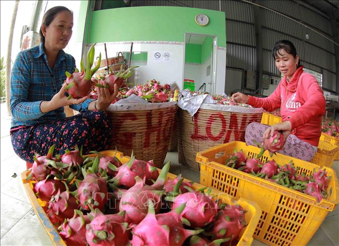 Phân loại thanh long để xuất khẩu tại Hợp tác xã thanh long Long Hội ở xã An Lục Đông, huyện Châu Thành. Ảnh: Vũ Sinh - TTXVN