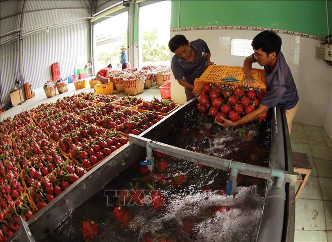 Rửa sạch thanh long trước khi đóng gói đưa đi tiêu thụ ở Hợp tác xã thanh long Long Hội ở xã An Lục Đông, huyện Châu Thành. Ảnh: Vũ Sinh - TTXVN