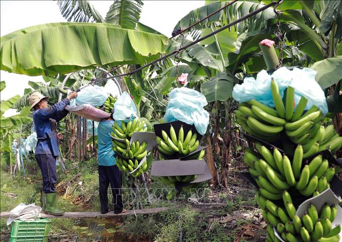 Hộ nông dân Lê Thành Nhân, xã Tân Thành, huyện Mộc Hoá có hơn 30ha trồng chuối xuất khẩu, trung bình mỗi tháng xuất khẩu sang thị trường Trung Quốc khoảng 120 tấn quả. Ảnh: Vũ Sinh - TTXVN