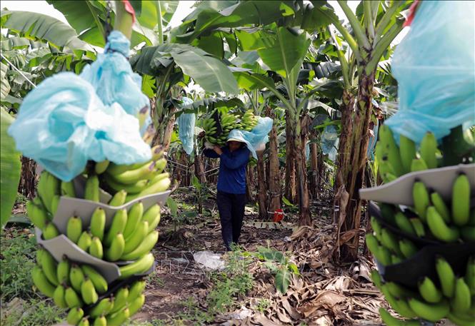 Hộ nông dân Lê Thành Nhân, xã Tân Thành, huyện Mộc Hoá có hơn 30ha trồng chuối xuất khẩu, trung bình mỗi tháng xuất khẩu sang thị trường Trung Quốc khoảng 120 tấn quả. Ảnh: Vũ Sinh - TTXVN