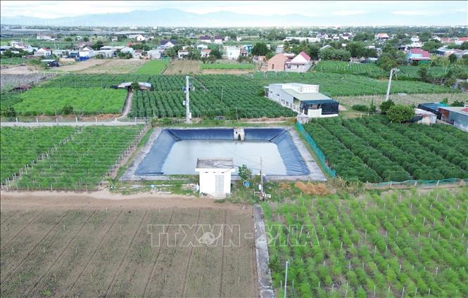Vùng sản xuất cây măng tây ứng dụng công nghệ cao tại Hợp tác xã dịch vụ tổng hợp Tuấn Tú ở xã An Hải (Ninh Phước, Ninh Thuận). Ảnh: Nguyễn Thành – TTXVN