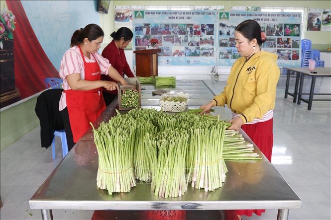 Đóng gói sản phẩm măng tây xanh của Hợp tác xã dịch vụ tổng hợp Tuấn Tú ở xã An Hải (Ninh Phước, Ninh Thuận). Ảnh: Nguyễn Thành – TTXVN
