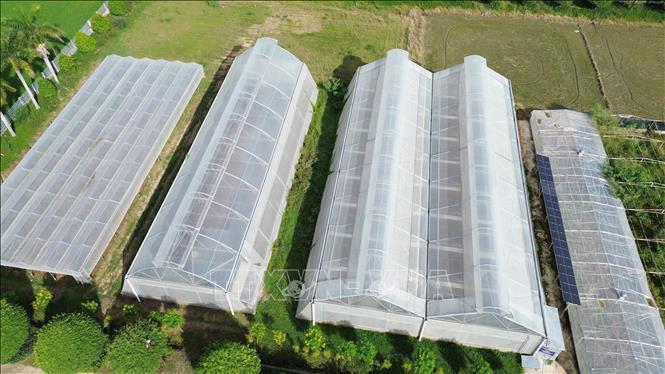 Mô hình trồng các giống nho mới trong nhà màng ở xã Nhơn Sơn (Ninh Sơn, Ninh Thuận). Ảnh: Nguyễn Thành – TTXVN