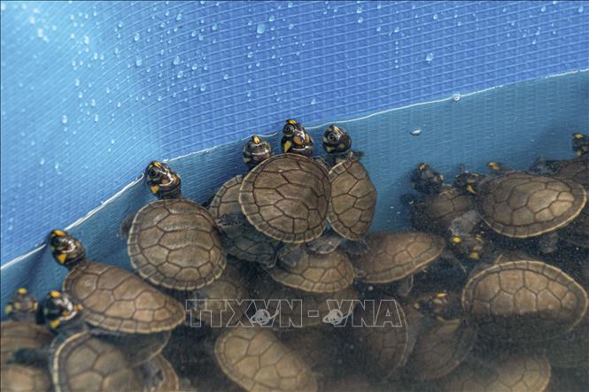 Những con rùa bị thu giữ tại sân bay quốc tế Jorge Chavez ở Lima, Peru, ngày 20/12/2023. Ảnh: AFP/TTXVN