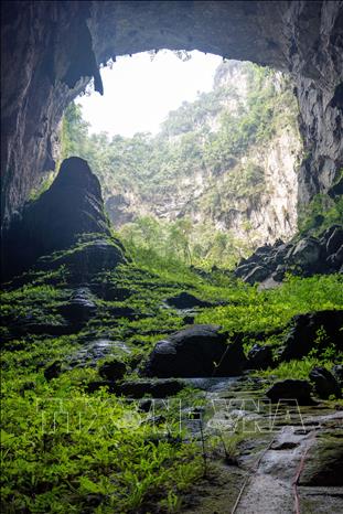 Hố sụt và thảm thực vật trong hang Sơn Đoòng. Ảnh: Hoàng Trung - TTXVN