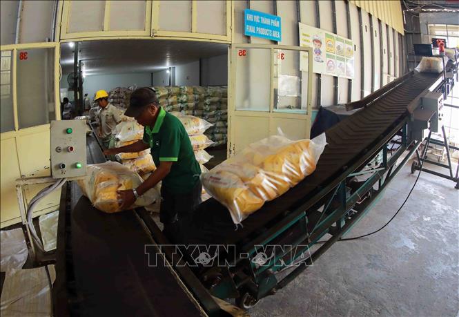 Vận chuyển gạo phục vụ thị trường trong nước ở nhà máy của Công ty TNHH MTV Lương thực Thoại Sơn (Tập đoàn Lộc Trời). Ảnh: Vũ Sinh - TTXVN