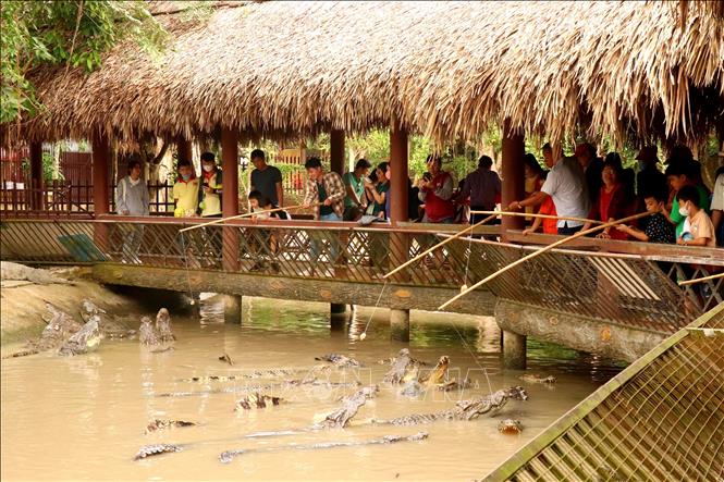Tourists experience crocodile fishing at My Khanh tourist village. VNA Photo: Thu Hiền 