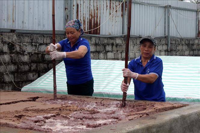 Người dân phường Hải Thanh, thị xã Nghi Sơn, Thanh Hóa làm mắm tôm để bán vụ tết. Ảnh: Nguyễn Nam-TTXVN