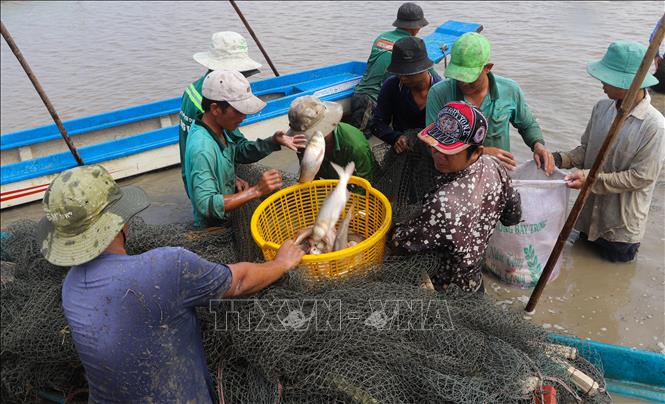 Nông dân huyện Phụng Hiệp (Hậu Giang) thu hoạch vụ cá ruộng. Ảnh: Hồng Thái - TTXVN