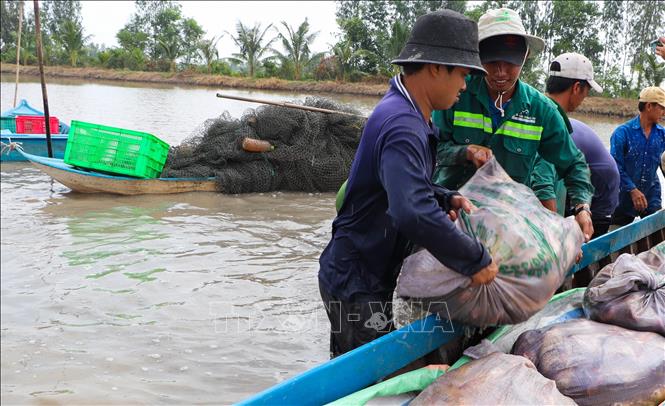 Nông dân huyện Phụng Hiệp (Hậu Giang) thu hoạch vụ cá ruộng. Ảnh: Hồng Thái - TTXVN