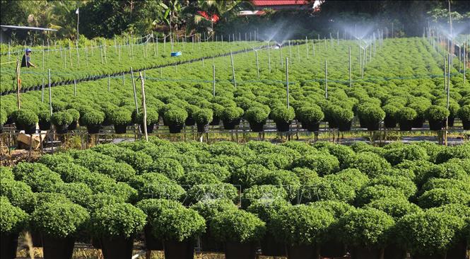 About 1.5 million pots of various kinds of flowers, including more than 270,000 chrysanthemum pots, are being grown for Tet in Sa Dec flower village of Sa Dec city, the largest flower plantation in Dong Thap province. VNA Photo