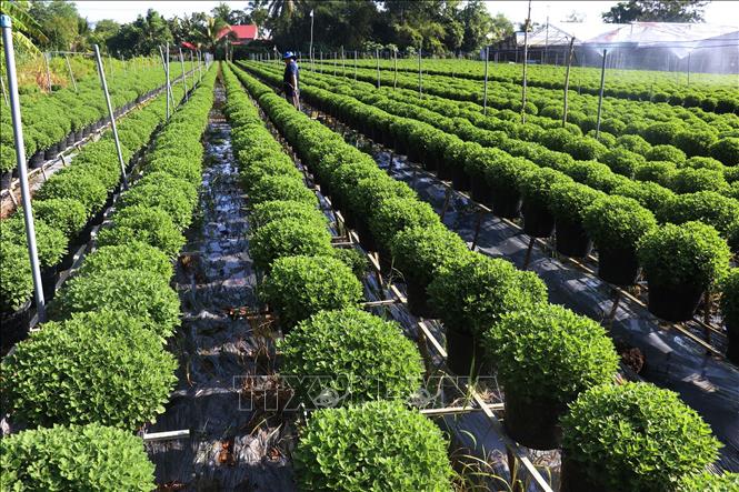 More than 270,000 chrysanthemum pots are being grown for Tet in Sa Dec flower village of Sa Dec city, the largest flower plantation in Dong Thap province. VNA Photo