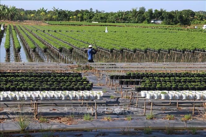 Farmers in Sa Dec flower village of Dong Thap province have sown more than 60 hectares of seeds, and were expected to increase to 100 hectares, an increase of nearly 40% compared to the previous year, to prepare for Tet. VNA Photo