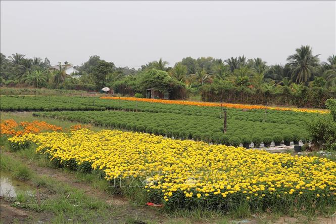 Farmers in My Tho city's flower villages of Tien Giang province have sown more than 1 million pots of various kinds of flowers for 2024 Tet festival, up 1.2 percent over the previous Tet. VNA Photo