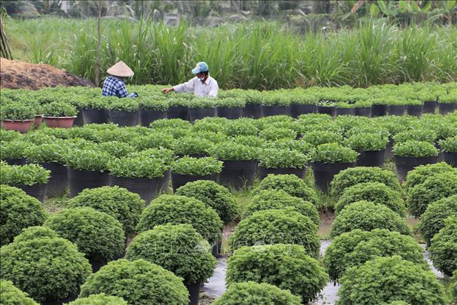 Farmers in My Tho city's flower villages of Tien Giang province have sown more than 1 million pots of various kinds of flowers for 2024 Tet festival, up 1.2 percent over the previous Tet. VNA Photo