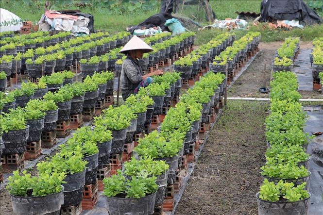 Farmers in Tan My Chanh flower village in My Tho city of Tien Giang province prepare flowers for Tet. VNA Photo