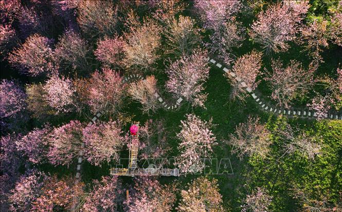Sắc hoa rực rỡ tại Khu du lịch Pha Đin Top trên đèo Pha Đin. Ảnh: Quang Quyết-TTXVN