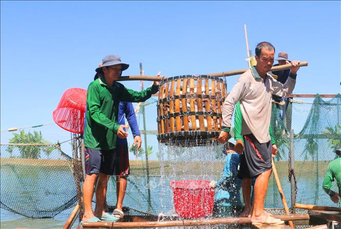 Thu hoạch cá tra tại vùng nuôi cá tra liên kết tiêu thụ giữa các hộ nông dân với Công ty Cổ phần Tập đoàn Sao Mai. Ảnh: Công Mạo - TTXVN