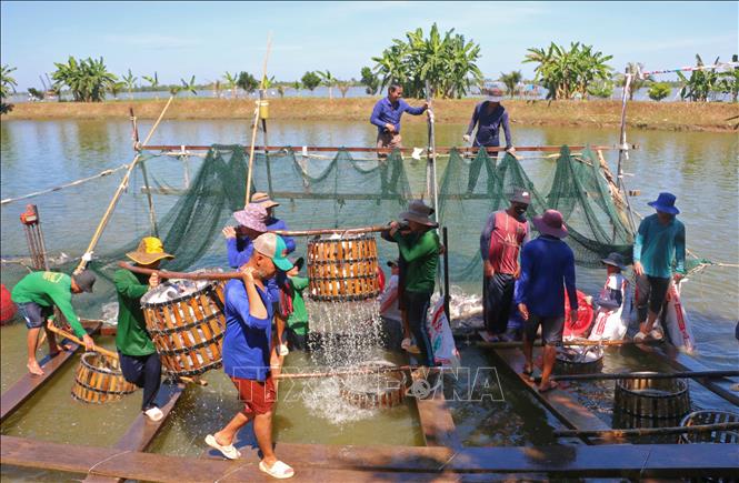 Thu hoạch cá tra tại vùng nuôi cá tra liên kết tiêu thụ giữa các hộ nông dân với Công ty cổ phần Tập đoàn Sao Mai. Ảnh: Công Mạo - TTXVN