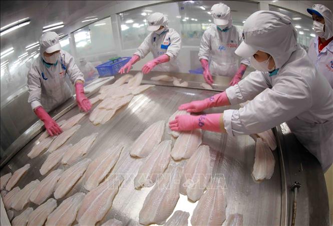 Cấp đông sản phẩm cá tra phi lê xuất khẩu tại nhà máy của Tập đoàn Sao Mai. Ảnh: Vũ Sinh - TTXVN