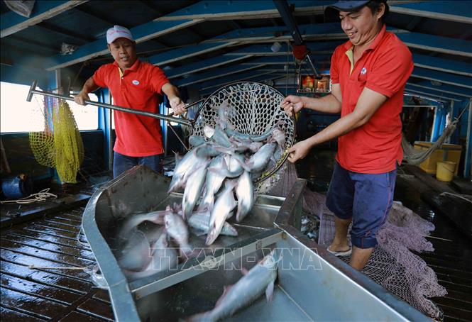 Vận chuyển cá tra về nhà máy chế biến của Tập đoàn Sao Mai. Ảnh: Vũ Sinh - TTXVN