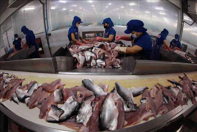Dây chuyền chế biến cá tra xuất khẩu tại nhà máy của Tập đoàn Sao Mai. Ảnh: Vũ Sinh - TTXVN