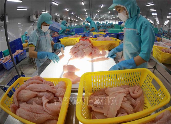 Chế biến cá tra phi lê xuất khẩu tại nhà máy của Tập đoàn Sao Mai. Ảnh: Vũ Sinh - TTXVN