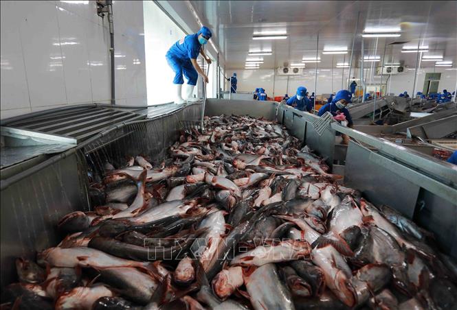 Vận chuyển cá tra nguyên liệu về chế biến tại nhà máy của Tập đoàn Sao Mai. Ảnh: Vũ Sinh - TTXVN