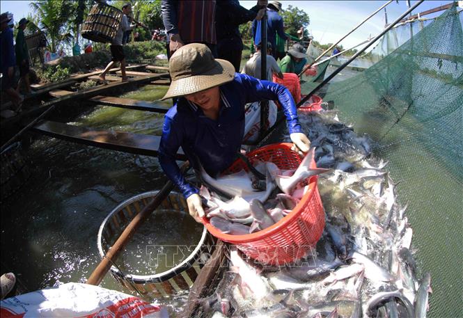 Thu hoạch cá tra đưa về nhà máy chế biến của Tập đoàn Sao Mai. Ảnh: Vũ Sinh - TTXVN