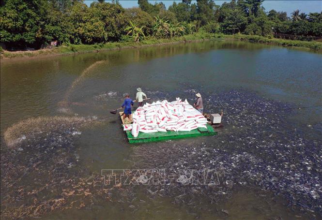 Tập đoàn Sao Mai có khoảng 300ha nuôi cá tra phục vụ xuất khẩu với năng suất 500tấn/vụ/ha, vùng nuôi đảm bảo khoảng hơn 80% sản lượng chế biến xuất khẩu. Ảnh: Vũ Sinh - TTXVN