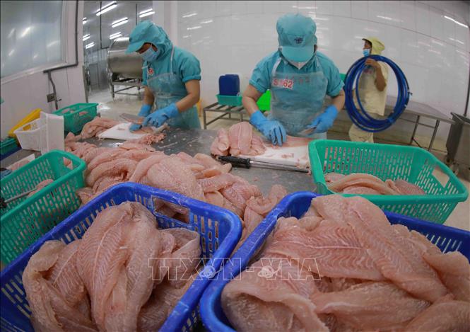 Chế biến cá tra phi lê xuất khẩu tại nhà máy của Tập đoàn Sao Mai. Ảnh: Vũ Sinh - TTXVN