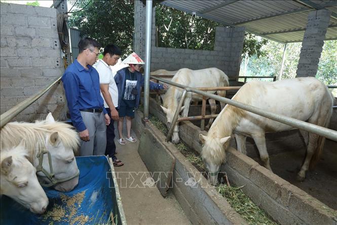 Du khách tham quan mô hình trồng bưởi - hồng - ổi - trang trại nuôi ngựa bạch của gia đình ông Nguyễn Văn Trưởng, thôn Tân Yên, xã Yên Thịnh. Ảnh: Anh Tuấn – TTXVN