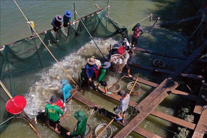 Tập đoàn Sao Mai có khoảng 300ha nuôi cá tra phục vụ xuất khẩu với năng suất 500tấn/vụ/ha, vùng nuôi đảm bảo khoảng hơn 80% sản lượng chế biến xuất khẩu. Ảnh: Vũ Sinh - TTXVN