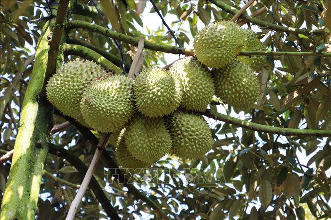 A durian farm in southern province of Tien Giang. VNA Photo: Minh Trí