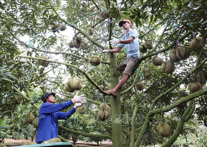 Harvesting durian at a farm in the Central Highlands province of Dak Lak. VNA Photo: Tuấn Anh