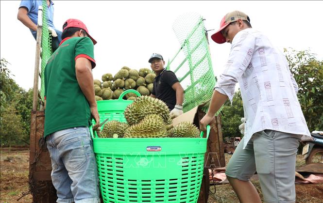 Harvesting durian at a farm in the Central Highlands province of Dak Lak. VNA Photo: Tuấn Anh