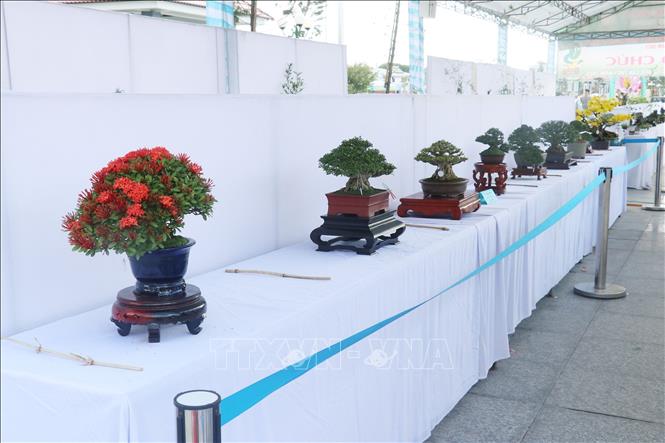 Trưng bày bonsai tại Festival hoa kiểng thành phố Sa Đéc (tỉnh Đồng Tháp). Ảnh: Nguyễn Văn Trí – TTXVN